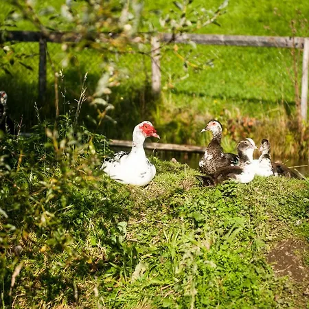 Alloggio per agriturismo Puerstinghof Flachau