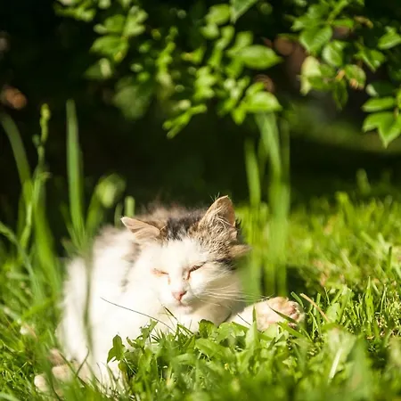 Çiftlik konaklama Pürstinghof Flachau