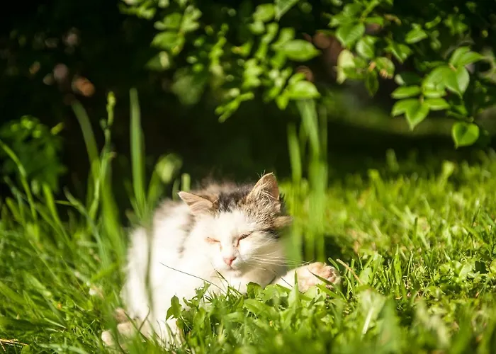 Lantgård Puerstinghof Flachau